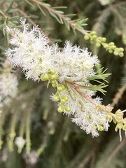 Melaleuca bracteata