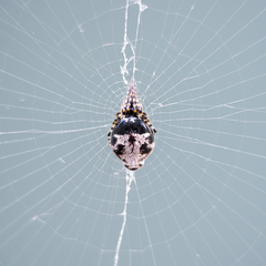 Cyclosa argenteoalba