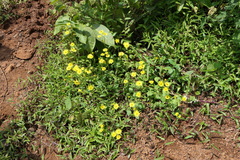 Senecio bombayensis