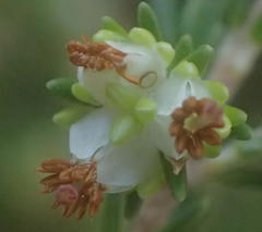 Erica glumiflora