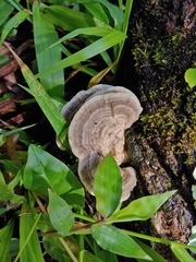 Trametes menziesii