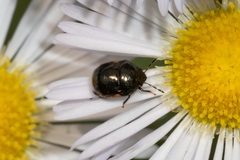 Corimelaena lateralis