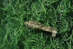 Scrobipalpa ocellatella