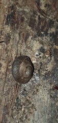 Trochulus striolatus