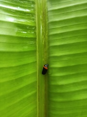Phymatostetha
