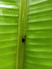 Phymatostetha