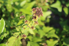 Melochia corchorifolia