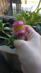 Angiospermae