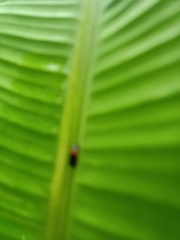 Phymatostetha