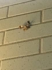 Krananda oliveomarginata