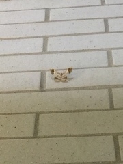 Krananda oliveomarginata