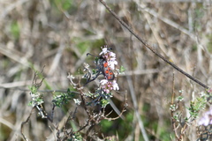 Zygaena rhadamanthus