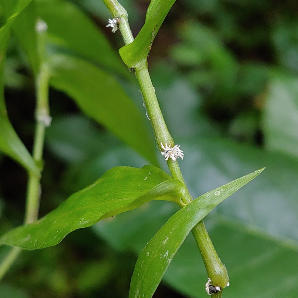 Balansiopsis