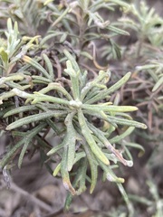 Artemisia palmeri