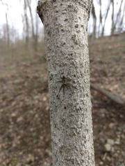 Dolomedes tenebrosus