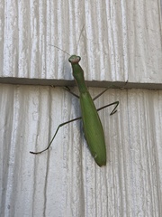 Mantis religiosa