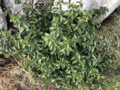 čerešňa mahalebková (Prunus mahaleb)