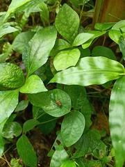 Orthoptera