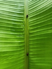 Phymatostetha
