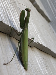 Mantis religiosa