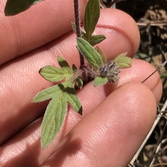 Phacelia breweri