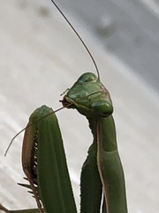 Mantis religiosa