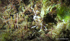 Phyllodesmium macphersonae