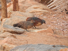 Galloperdix lunulata