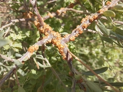 Ceroplastes irregularis