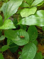 Orthoptera
