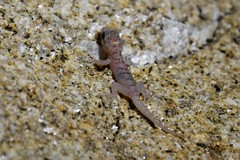 Phyllodactylus nocticolus