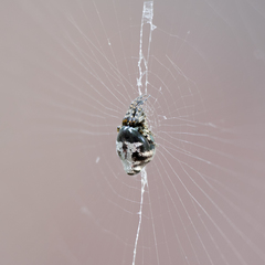 Cyclosa argenteoalba