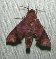Temnora funebris