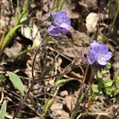 Phacelia breweri