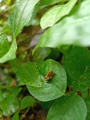 Orthoptera