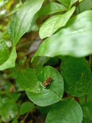 Orthoptera