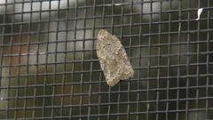Acleris cornana