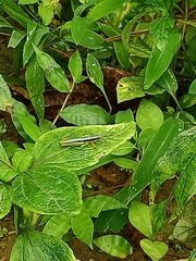 Orthoptera