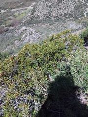 Colliguaja integerrima