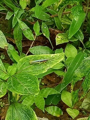 Orthoptera