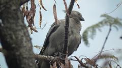 Corythaixoides concolor bechuanae