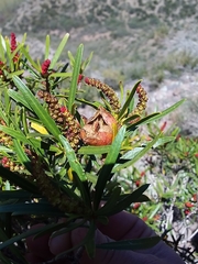 Colliguaja integerrima