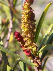 Colliguaja integerrima