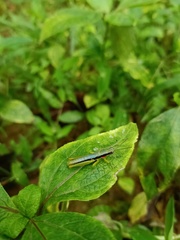 Orthoptera