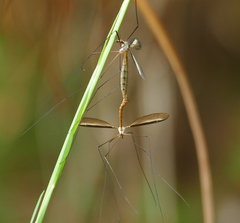 Tipula sayi