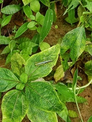Orthoptera