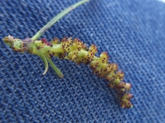 Colliguaja integerrima