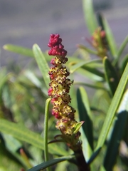 Colliguaja integerrima