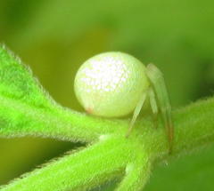 Misumenops rubrodecoratus