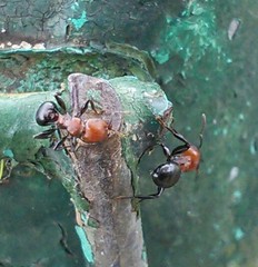 Atopomyrmex mocquerysi